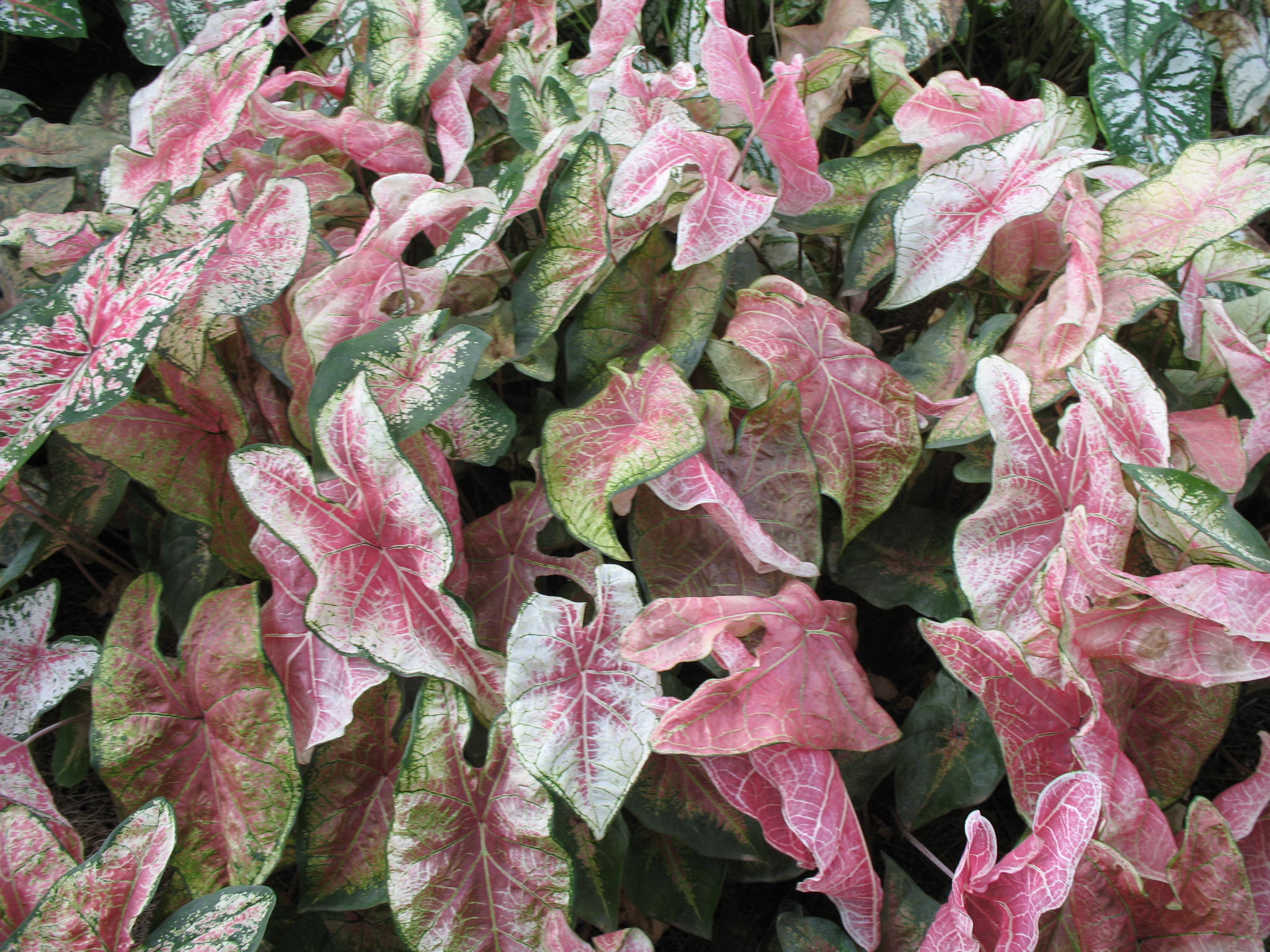 Online Plant Guide Caladium Bicolor Halderman Halderman Caladium